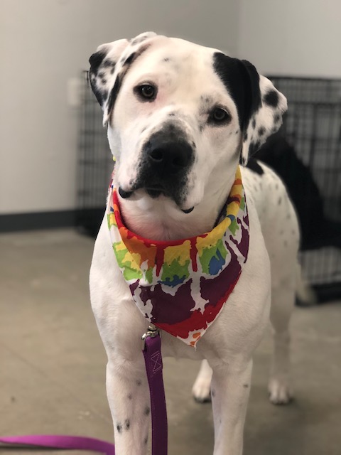 Tie Die Bandana Dog