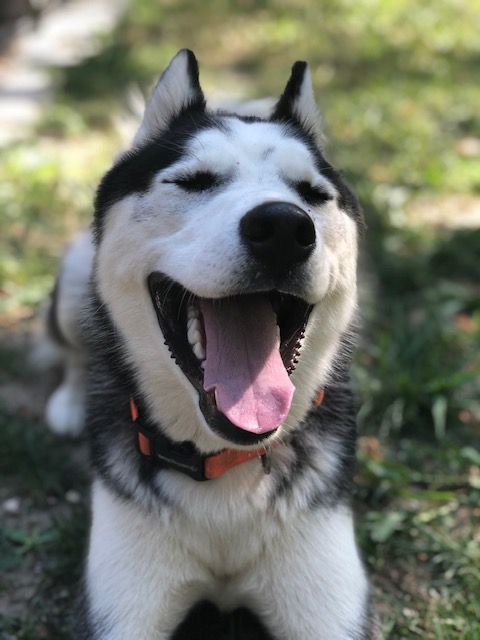 Happy Huskey